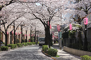 立会道路沿いの桜