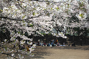 しながわ区民公園