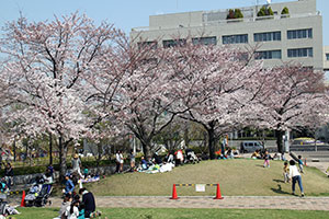 桜の下でお弁当を広げるグループ