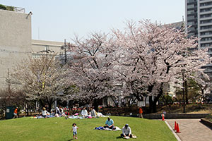 満開の桜の下を走り回る子ども