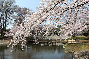 しだれ桜