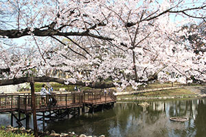 池のほとりに咲く桜