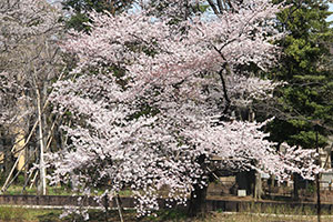 桜の木
