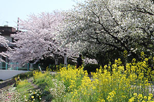 菜の花と桜