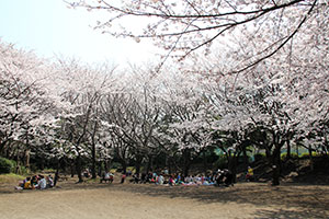 広場の桜