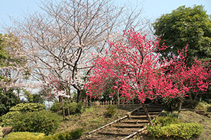 桜山