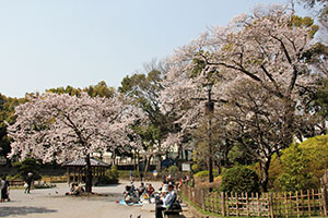桜の木の下で花見