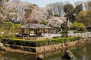 東屋と桜