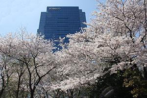 桜の向こうにビルを望む