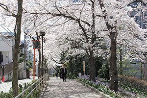 坂の桜