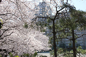 公園脇の遊歩道