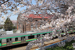 京浜東北線と桜