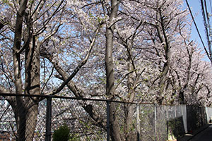 線路横法面の桜