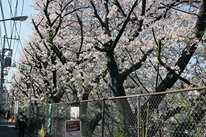フェンス際の桜