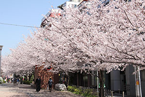 公園から桜新道方向