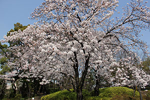 満開の桜
