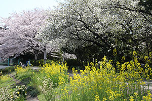 菜の花とソメイヨシノとオオシマザクラ