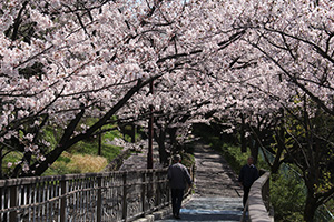 しおじ公園の桜