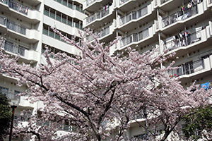 八潮団地と桜