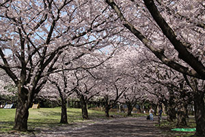 桜並木