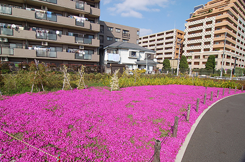 ほぼ満開のシバザクラ