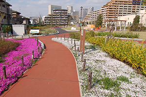 芝桜のピンクと白のコントラスト