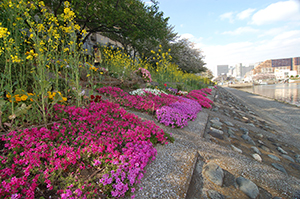 しながわ花海道の芝桜