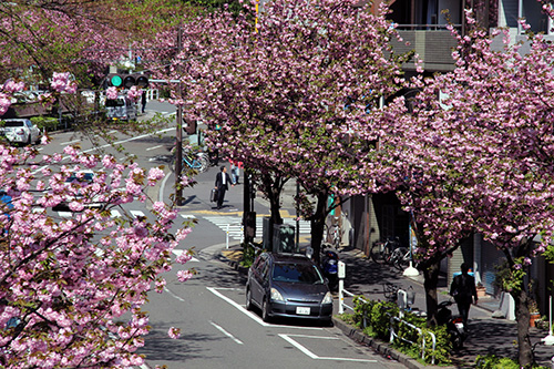 桜新道歩道橋から見た西側の八重桜