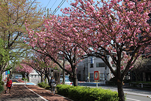 さくら会前の八重桜