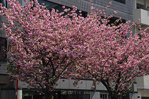 歩道いっぱいに咲く八重桜