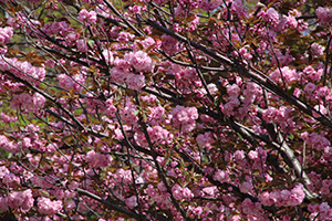 満開に咲いた八重桜