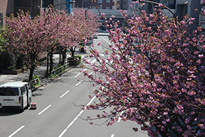 桜新道歩道橋から見た東側の八重桜
