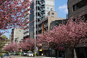 道路の両岸に咲く八重桜