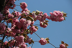 青空に映えて咲く八重桜