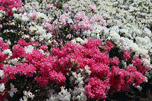 赤や白、ピンクの花が入り混じって咲く