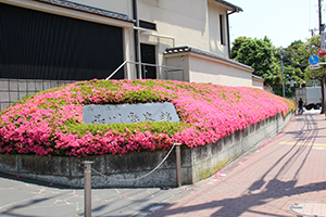 池上通り歩道わきに広がるサツキ