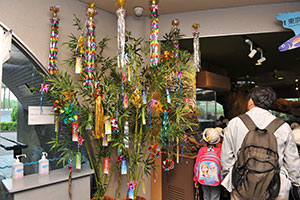 水族館入口の七夕の笹飾り