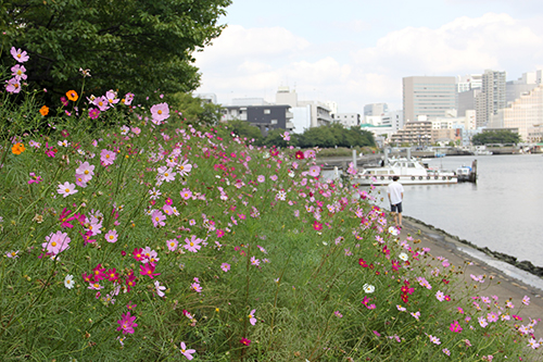 しながわ花海道のコスモス