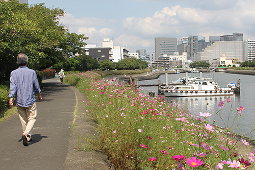 しながわ花海道　中ほど