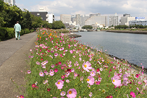 しながわ花海道　北側