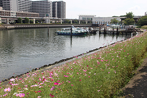 しながわ花海道　南側