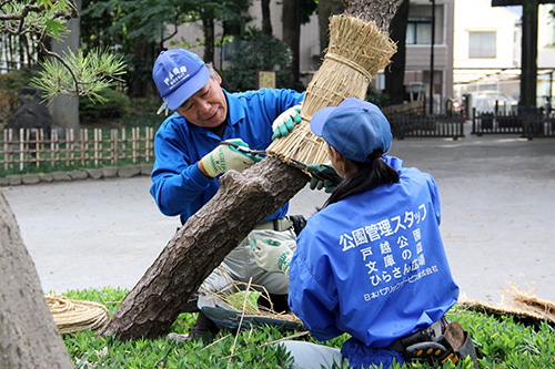 戸越公園でクロマツのこも巻き