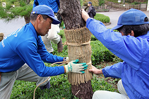 植木職人によるこも巻き