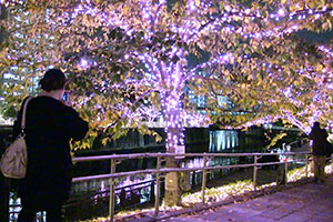 冬の桜を撮影する通行人