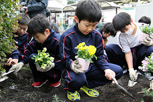 パンジーを手に植え込み