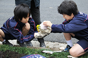 パンジーを鉢から出して植え込みへ