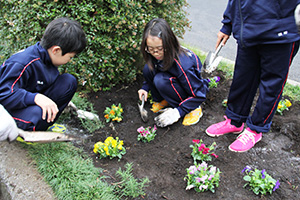 パンジーを植え込む