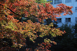 イロハカエデの紅葉