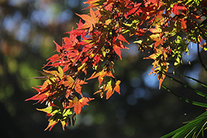 紅葉が始まったイロハカエデ