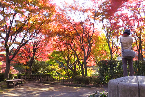 紅葉をカメラに収める女性